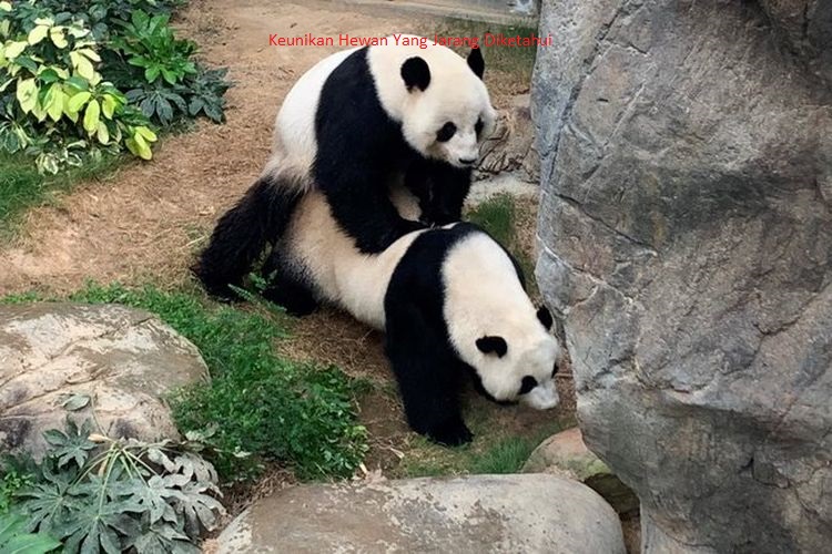 Keunikan Hewan Yang Jarang Diketahui Keunikan Hewan Yang Jarang Diketahui
