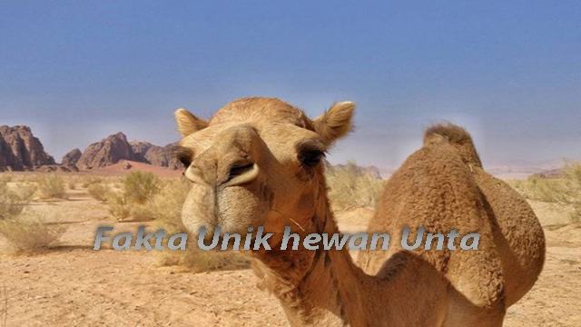 Fakta unik dari Hewan Unta Yang Jarang di Ketahui Orang Fakta unik dari Hewan Unta Yang Jarang di Ketahui Orang